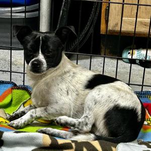 D26-054 Bruce, Pomeranian / Mixed Breed, young, available for adoption