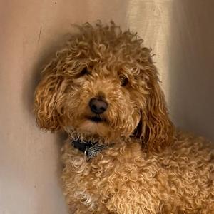 a fluffy brown dog with curly fur wearing a black collar