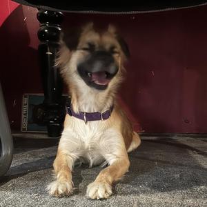 D26-051 Bubbles, Pomeranian / Mixed Breed, young, available for adoption