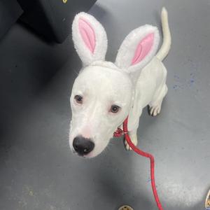 Dopey, Pit Bull Terrier, adult, available for adoption