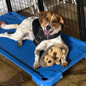 D25-099 Toby, Beagle / Coonhound, young, available for adoption