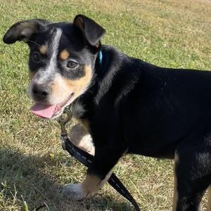 Ace, Australian Cattle Dog / Blue Heeler / Cattle Dog, adult, available for adoption