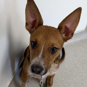 Sam, Australian Cattle Dog / Blue Heeler / Cattle Dog, adult, available for adoption