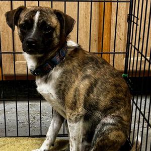 D26-053 Marlin, Pomeranian / Mixed Breed, young, available for adoption