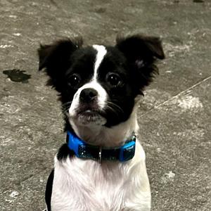 D26-052 Darla, Pomeranian / Mixed Breed, young, available for adoption