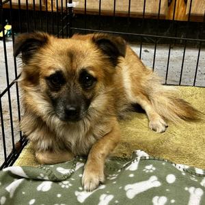 D26-055 Nemo, Pomeranian / Mixed Breed, young, available for adoption