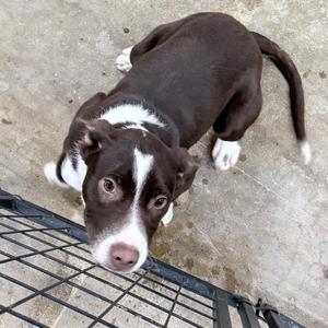 Paulie, Australian Cattle Dog / Blue Heeler / Cattle Dog, young, available for adoption