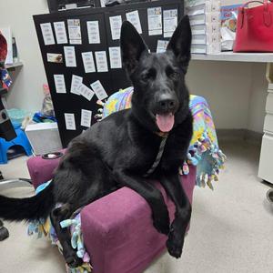 D26-040 Luna, German Shepherd Dog, adult, available for adoption