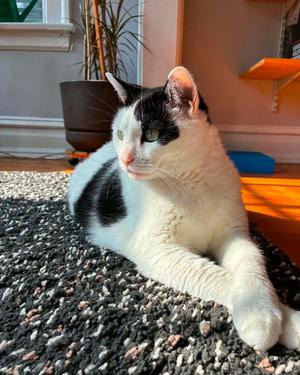 Foster, senior, available for adoption