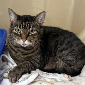 Molly, senior, available for adoption