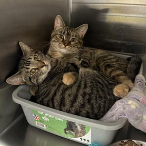Riff Raff & Columbia, young, available for adoption