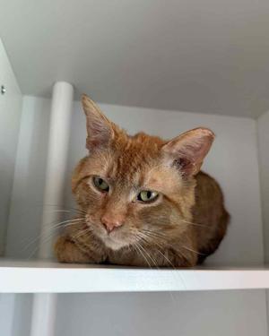 An orange tabby cat with green eyes is sitting on a white shelf, looking directly at the camera.