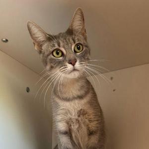 A gray tabby cat with green eyes looking up, sitting in a corner.