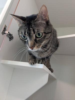 A gray tabby cat with green eyes is perched on a white shelf, looking down at the camera.