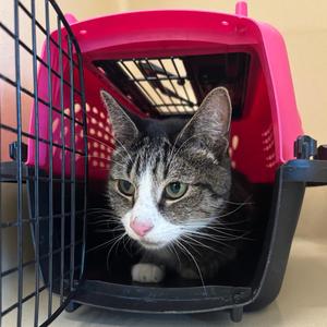 Chia, adult, available for adoption