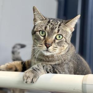 A tabby cat with green eyes and a white muzzle is sitting on a white pipe, looking directly at the camera. The cat has a striped pattern on its fur and is resting its front paws on the pipe. The background is slightly blurred, showing a blue wall and a dark object.