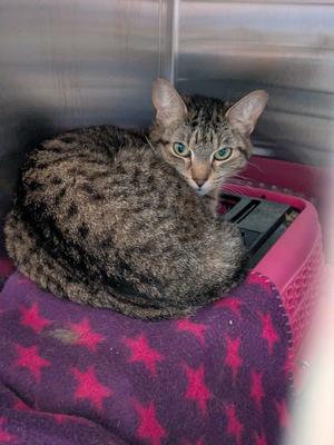 River, adult, available for adoption