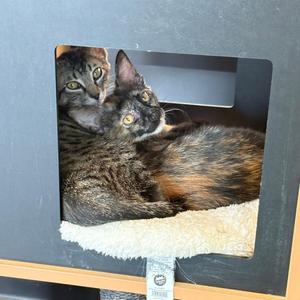 Duck & Goose, young, available for adoption