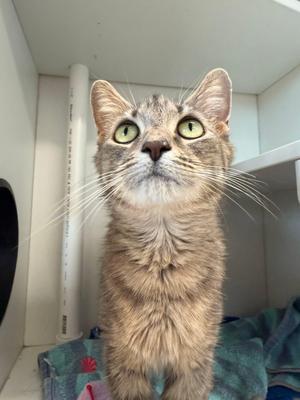 A tabby cat with green eyes looking up, sitting on a blue blanket in a white enclosure.
