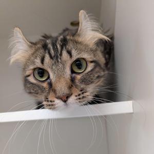 A tabby cat with green eyes peeking out from a white shelf