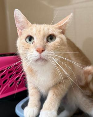 Logan, adult, available for adoption