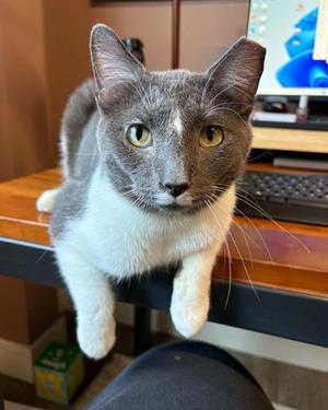 Dresden, adult, available for adoption