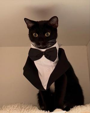 A black cat wearing a tuxedo with a bow tie, sitting on a white surface.