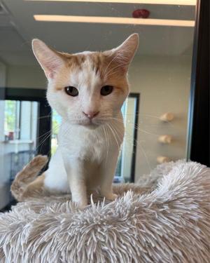 A white and orange cat sitting on a fluffy white cat bed.
