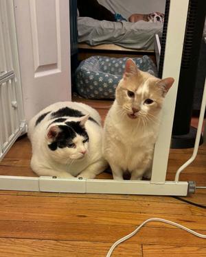Little Debbie & Pillsbury, adult, available for adoption