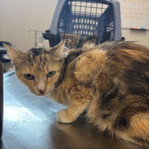 CFO (Chief Feline Officer), adult, available for adoption