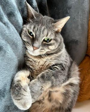 Hulu, adult, available for adoption