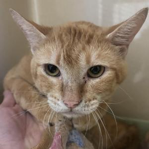 A close-up of an orange tabby cat being held by a person's hand. The cat has green eyes and is looking directly at the camera.