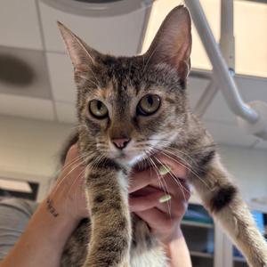 A tabby cat being held by a person in a veterinary clinic.