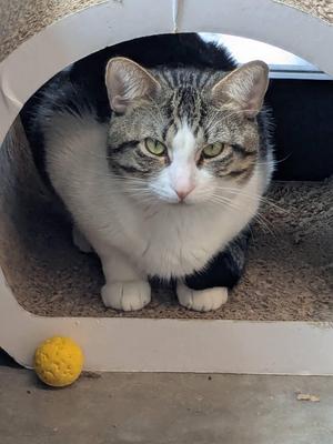 Butterworth, adult, available for adoption