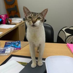 Lemon Loaf, adult, available for adoption