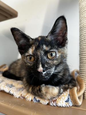 Baja Blast, young, available for adoption