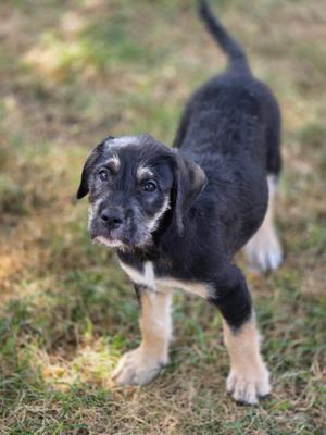 A black and tan puppy standing on grass