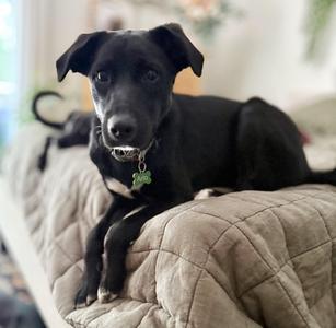 Juno, Border Collie / Australian Shepherd, young, available for adoption