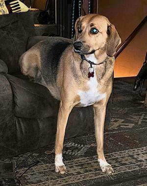 Sadie, American Foxhound, adult, available for adoption