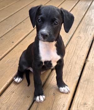 Crumpet, Labrador Retriever / Pit Bull Terrier, puppy, available for adoption