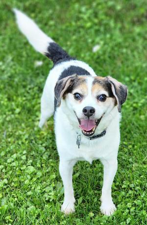 Max, Beagle / Terrier, adult, available for adoption