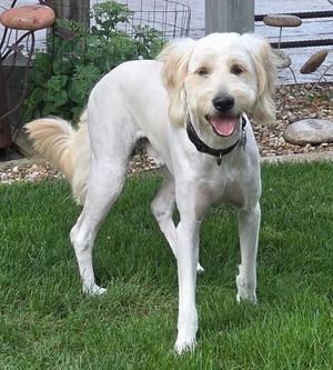 Karl, Goldendoodle, puppy, available for adoption