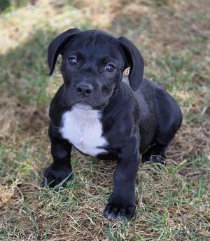 A black puppy with a white chest sitting on grass.