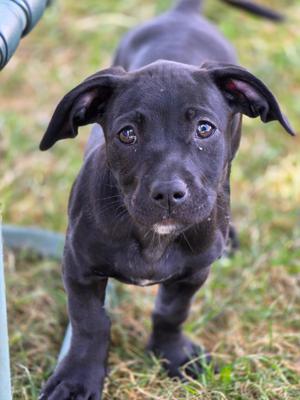 A black puppy with floppy ears and big eyes standing on grass.