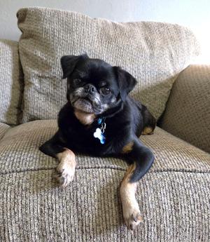 Hugo, Brussels Griffon, adult, available for adoption