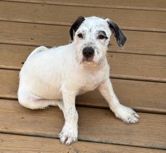 A white dog with black spots on its ears and face is sitting on a wooden deck.