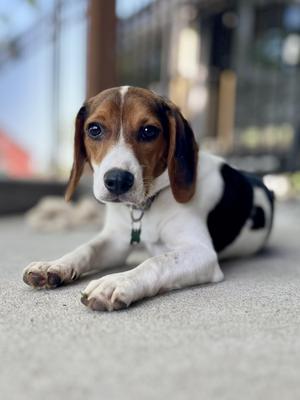 Nugget, Beagle, puppy, available for adoption