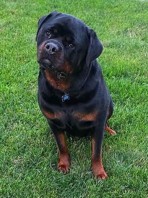 Otis, Rottweiler, adult, available for adoption