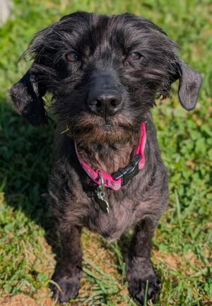 Eleanor, Schnoodle, adult, available for adoption