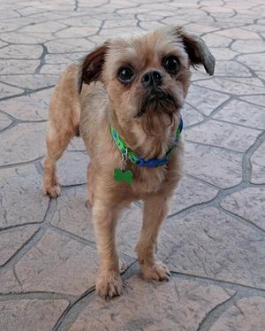 A small brown dog with a blue collar and a green tag standing on a stone patio.